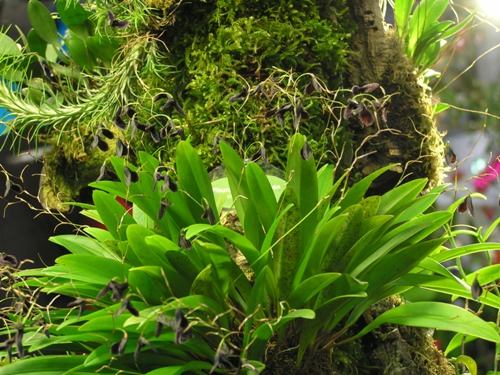 Pleurothallis flexuosa
